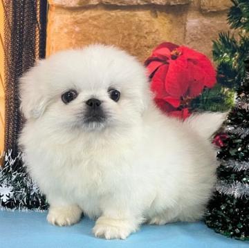 ペキニーズ【秋田県・男の子・2022年10月16日・クリーム】の写真「クリクリお目目が可愛いです💕」