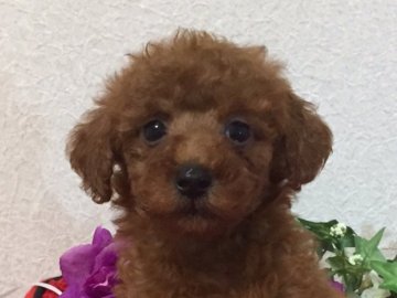 トイプードル(タイニー)【秋田県・男の子・2017年4月30日・レッド】の写真「濃いレッドの男の子🎵ＰＲＡ発症しません。」