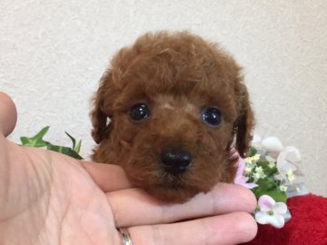 トイプードル(タイニー)【秋田県・男の子・2017年4月30日・レッド】の写真「ＰＲＡ発症しません🎵」