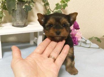 ヨークシャーテリア【秋田県・女の子・2018年12月12日・スチールブルー&タン】の写真「可愛い女の子 ❤️」
