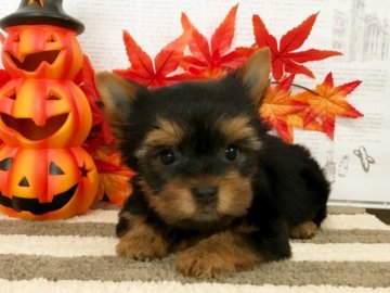 ヨークシャーテリア【秋田県・女の子・2018年7月24日・スチールブルー&タン】の写真「可愛い女の子 ❤️」