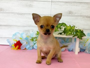 チワワ(スムース)【秋田県・女の子・2021年3月11日・フォーン】の写真「将来楽しみな女の子❤️」
