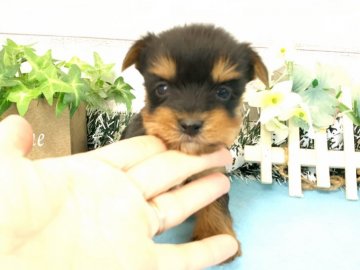 ヨークシャーテリア【秋田県・女の子・2021年1月6日・スチールブルー&タン】の写真「可愛い女の子 ❤️」