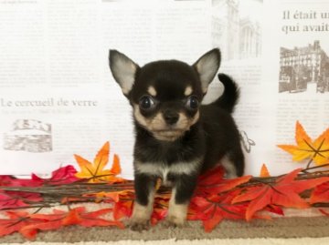 チワワ(スムース)【秋田県・男の子・2018年8月11日・ブラックタン】の写真「可愛い男の子❤️」