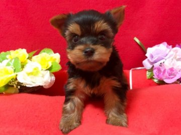 ヨークシャーテリア【秋田県・女の子・2017年9月14日・スチールブルー&タン】の写真「良血統の女の子 ♪」