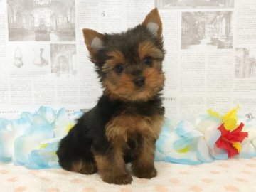 ヨークシャーテリア【秋田県・女の子・2018年12月12日・スチールブルー&タン】の写真「すぐにお引渡しできます❤️」