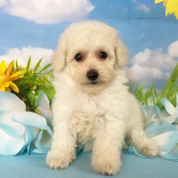 トイプードル(タイニー)【秋田県・女の子・2022年6月12日・ホワイト】の写真「可愛い女の子🥰」