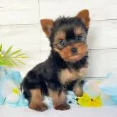 ヨークシャーテリア【秋田県・男の子・2022年7月5日・スチールブルー&タン】の写真1「８月２４日撮影、」