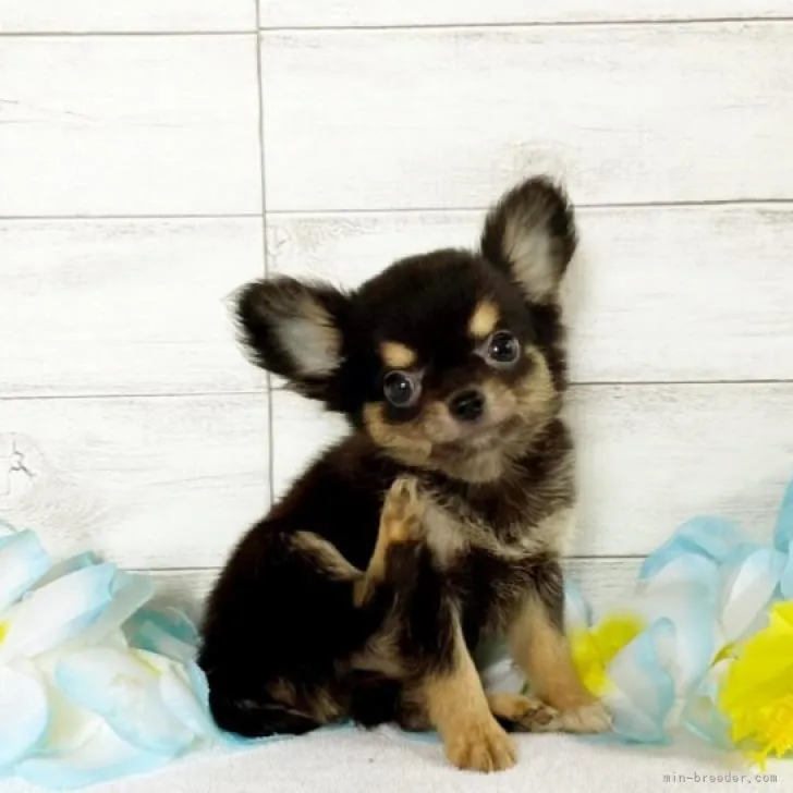 ID:2207-01426の子犬