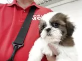 シーズー【大阪府・男の子・2025年7月13日・ホワイト&ゴールド】の写真10