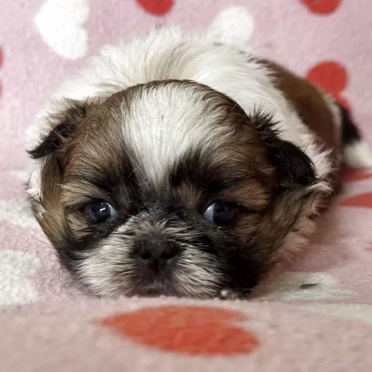 ID：2505-04137の子犬