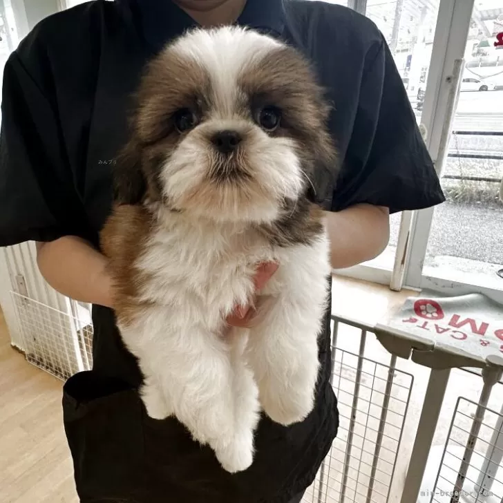 ID：2508-05457の子犬