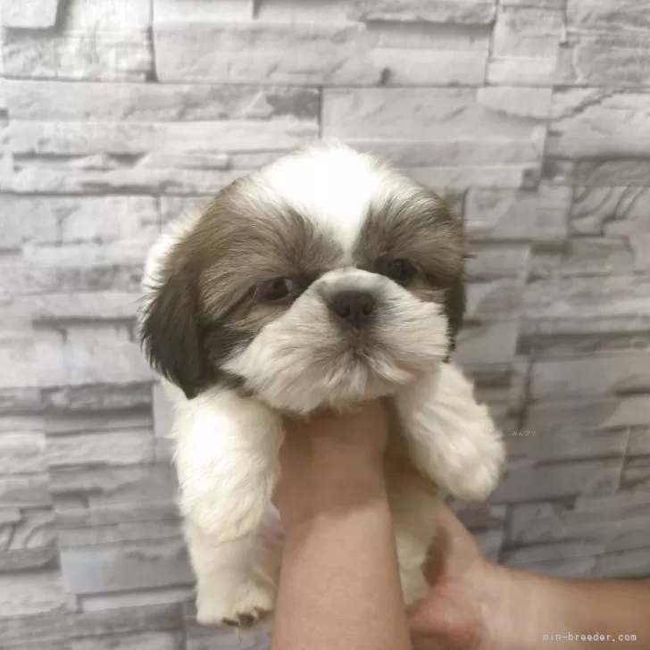 ID:2506-05509の子犬