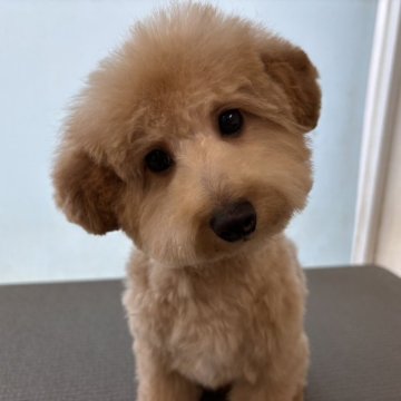 トイプードル(タイニー)【大阪府・男の子・2024年9月25日・ペールホーン(クリーム.シャンパン)】の写真「タイニーサイズドアーフタイプ両親遺伝子検査クリア」