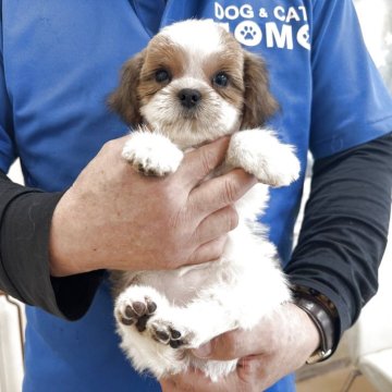 シーズー【大阪府・女の子・2025年8月20日・ホワイト&ゴールド】の写真「ミニミニシーズー🥰💕」