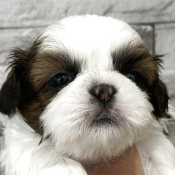 シーズー【大阪府・女の子・2025年4月16日・ホワイト&ゴールド】の写真「中々のベッピンさんです💕🙇‍♂️」