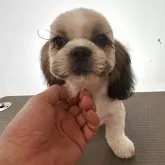 シーズー