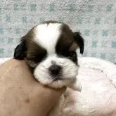 シーズー