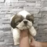 シーズー