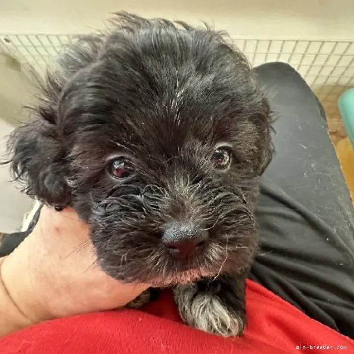 ID：2309-01022の子犬