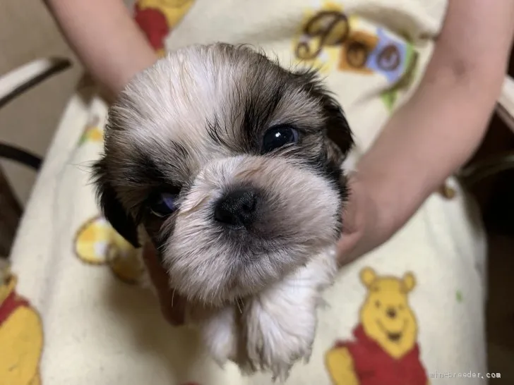 ID：2007-00983の子犬