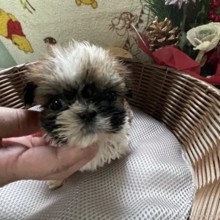 ID：2301-01164の子犬