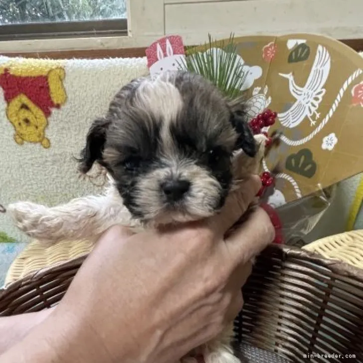 ID：2301-01168の子犬