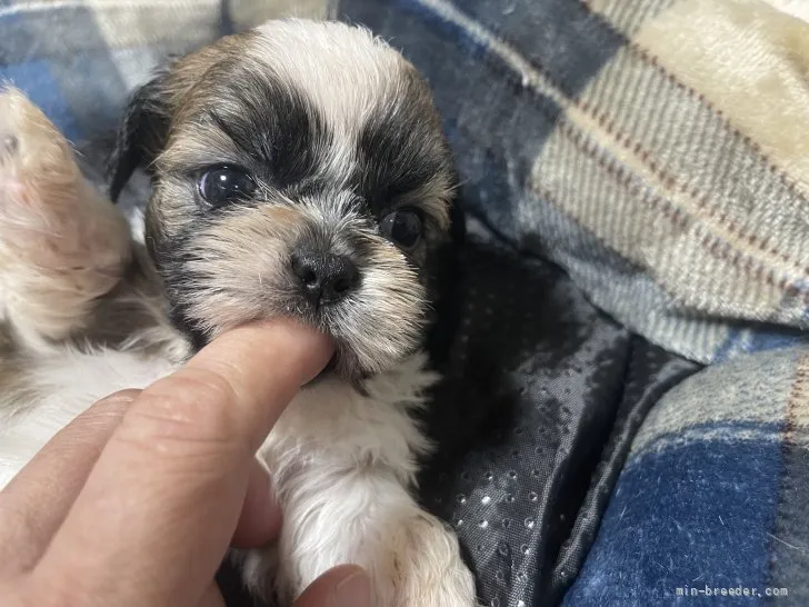 ID：2110-01654の子犬