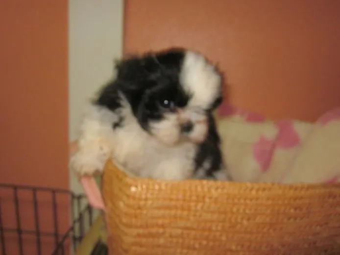 ID：1403-01246の子犬