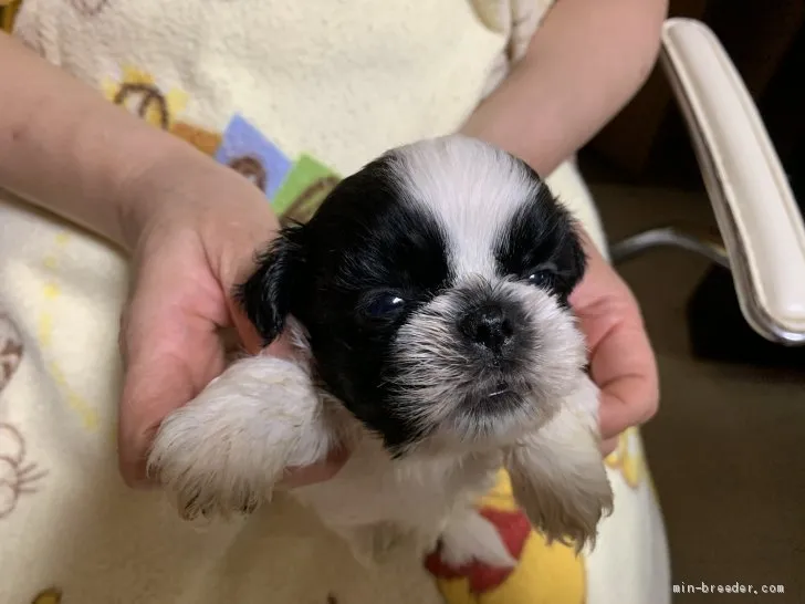ゴルフフアー 様のお迎えした子犬