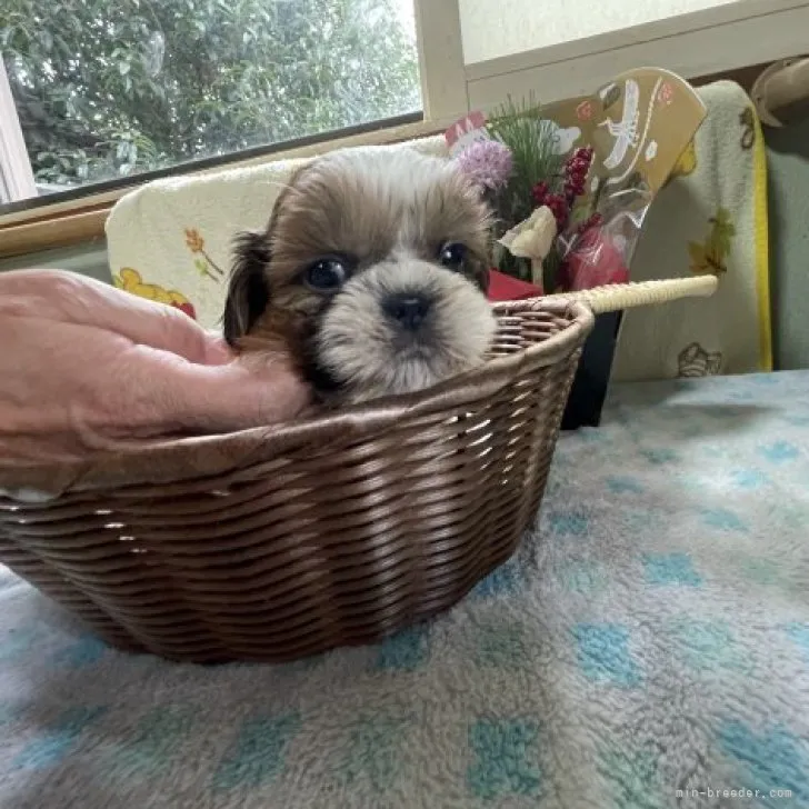 ID：2301-01054の子犬