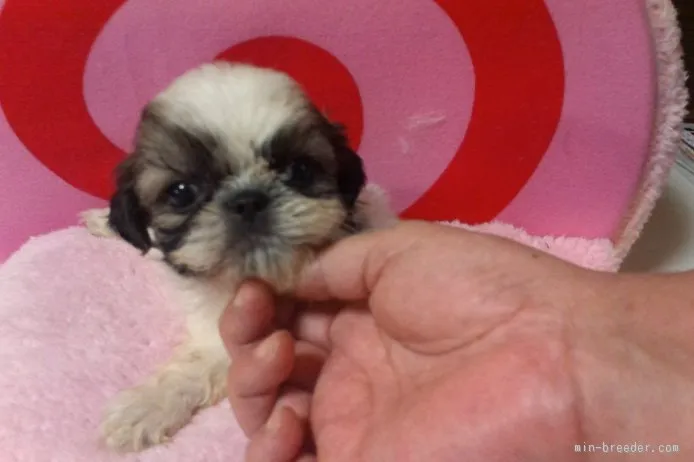 ID：1507-00162の子犬