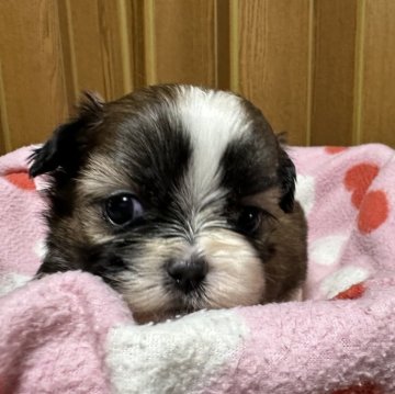 シーズー【大阪府・女の子・2024年7月16日・ホワイト&ゴールド】の写真「とても小柄です💕🙇‍♂️」