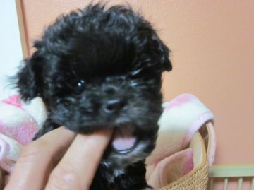 シーズー＆トイプードル【大阪府・男の子・2014年2月20日・ブラック】の写真「シーズーよりの顔です。」