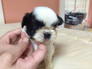 シーズー【大阪府・女の子・2014年7月24日・ホワイト&ブラック】の写真「箱型でバランスもバッチリ♪♪」