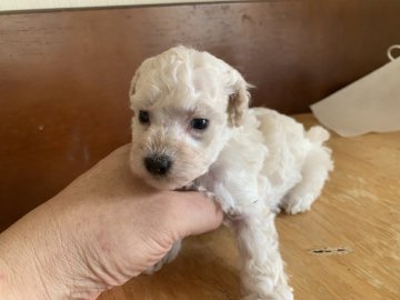 トイプードル(タイニー)【大阪府・男の子・2019年9月4日・ホワイト】の写真「成長が楽しみです🎵」