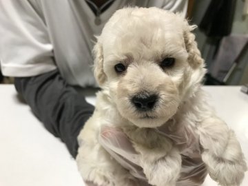 トイプードル(タイニー)【大阪府・男の子・2018年8月24日・ホワイト】の写真「とてもお利口さん♡」