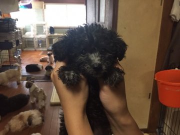 トイプードル(タイニー)【大阪府・女の子・2017年6月13日・シルバー】の写真「元気に動き回ってます。」