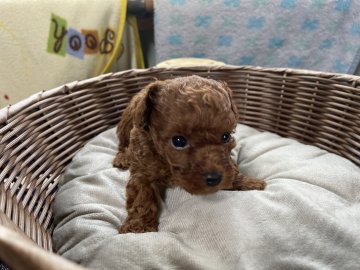 トイプードル(ティーカップ)【大阪府・男の子・2022年3月28日・ディープレッド】の写真「ドアーフでお目目くりくり♪♪」