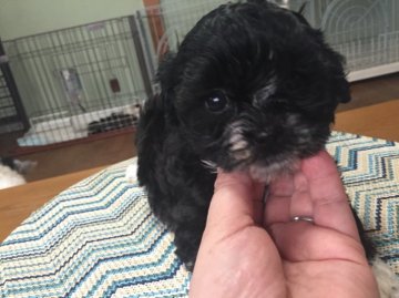 シープー【大阪府・男の子・2016年3月14日・ブラック】の写真「まってま〜す(^ ^)」