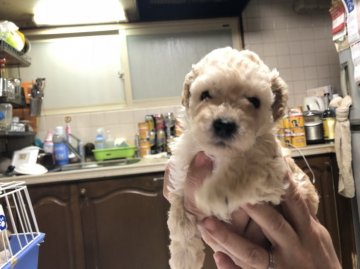 トイプードル(タイニー)【大阪府・女の子・2018年1月14日・ホワイト】の写真「バランスのとれた可愛い子です。♡」