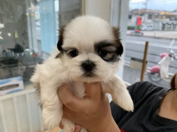 シーズー&シーマルMIX【大阪府・女の子・2020年8月6日・ホワイト&ゴールド】の写真「ほとんどシーズー😄
メッチャ可愛いです🎶」