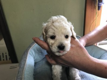トイプードル(トイ)【大阪府・男の子・2017年4月25日・ホワイト】の写真「ちいさい男の子(^^♪」