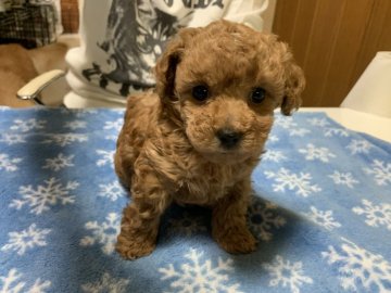 トイプードル(ティーカップ)【大阪府・女の子・2020年10月23日・アプリ】の写真「チャーミングな女の子何してても可愛い💕」