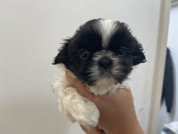 シーズー【大阪府・女の子・2021年11月17日・ホワイト&ブラック】の写真「とてもおっとりでお利口さん。おトイレちゃんと出来ま」