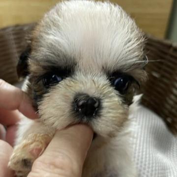 シーズー【大阪府・女の子・2022年6月23日・ホワイト&ゴールド】の写真「小さいミニシーズー💕」