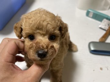 トイプードル(タイニー)【大阪府・男の子・2021年4月9日・アプリ】の写真「とってもおっとりさんのイケメン♬」