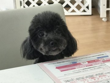 トイプードル(トイ)【大阪府・男の子・2016年9月3日・シルバー】の写真「お目目くりくりで甘えたさん(^^♪」