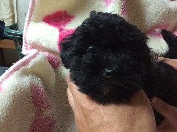 シーズー&プードル【大阪府・女の子・2014年7月27日・ブラック】の写真「」