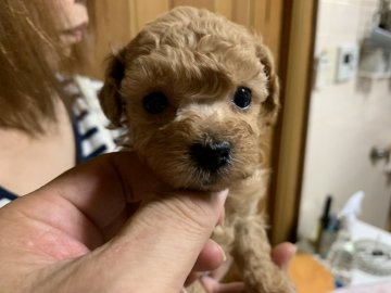トイプードル(ティーカップ)【大阪府・女の子・2020年7月6日・アプリ】の写真「チョー小さいです🎶」